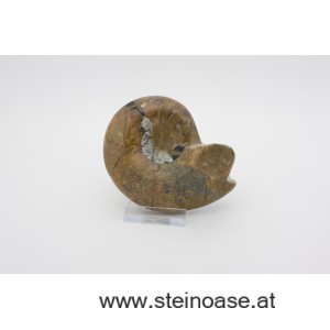 Ammonite  poliert